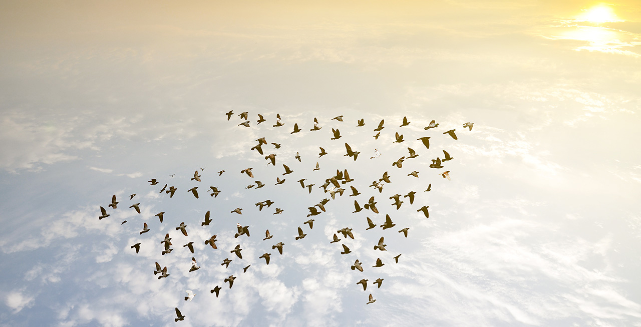 birds in an arrow formation demonstrating growth