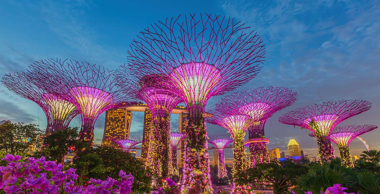 an image of the supertrees in Singapore